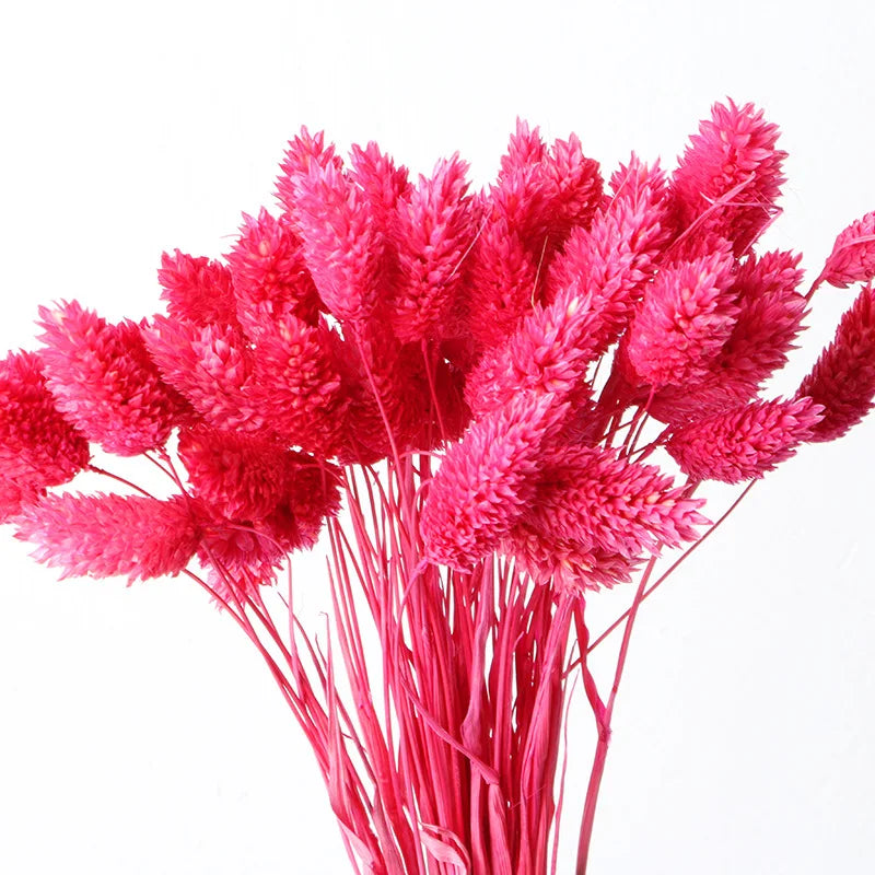 100Pcs Natural Dried Gem Grass Bouquet Jewelry Grass Phalaris Flower for Vase Filler Boho Home Table Wedding Party Decoration